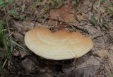 Ganoderma curtisii image