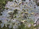 Pseudocyphellaria aurata image