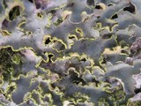 Pseudocyphellaria aurata image