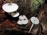 Leucocoprinus brebissonii image