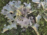 Pseudocyphellaria aurata image