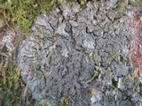 Degelia atlantica image