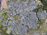Degelia atlantica image