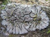 Degelia atlantica image