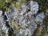 Degelia atlantica image