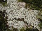 Pertusaria amara f. amara image