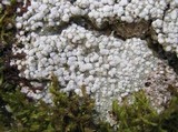 Pertusaria amara f. amara image