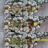 Pertusaria amara f. amara image