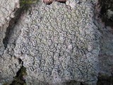 Pertusaria hymenea image