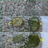 Pertusaria hymenea image