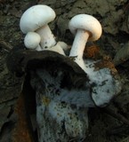 Asterophora lycoperdoides image