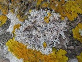 Physcia leptalea image