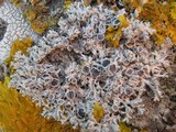 Physcia leptalea image