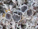 Physcia leptalea image