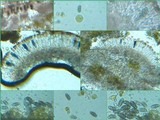 Physcia leptalea image