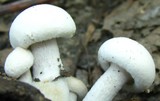 Asterophora lycoperdoides image