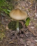 Xerula furfuracea image