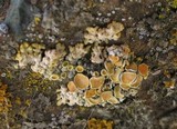 Rhizoplaca chrysoleuca image