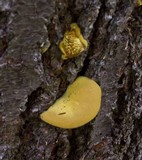 Pseudomerulius curtisii image