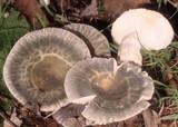Russula parvovirescens image