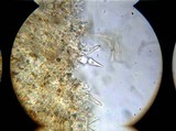 Inocybe corydalina image