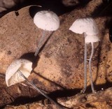 Tetrapyrgos nigripes image