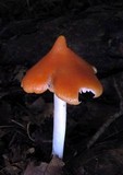 Hygrocybe calyptriformis var. calyptriformis image