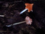 Hygrocybe calyptriformis var. calyptriformis image