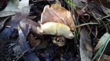 Clitocybe eucalyptorum image