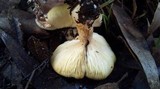 Clitocybe eucalyptorum image