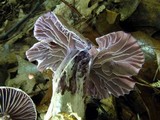 Cortinarius torvus image