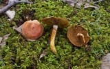 Cortinarius bolaris image