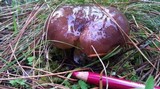 Suillus luteus image