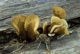 Spathulariopsis velutipes image