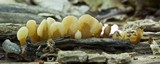 Spathulariopsis velutipes image