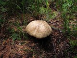 Caloboletus rubripes image
