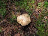 Caloboletus rubripes image