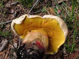 Caloboletus rubripes image