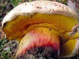 Caloboletus rubripes image