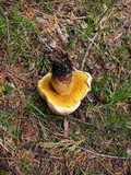 Caloboletus rubripes image