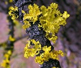 Vulpicida canadensis image