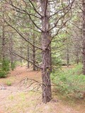 Vulpicida canadensis image
