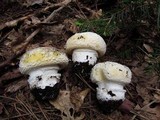 Amanita aprica image