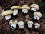 Amanita aprica image