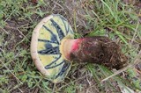 Caloboletus rubripes image