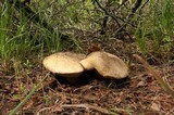 Caloboletus rubripes image