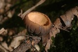 Galiella rufa image
