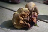 Entonaema liquescens image