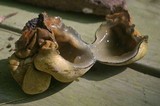 Entonaema liquescens image