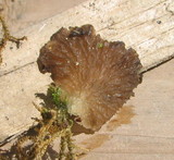 Arrhenia lobata image